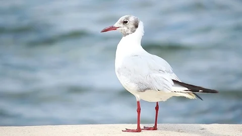 Young gull (Larus cachinnans) stands on a stone slab.Adriatic sea Croatia. Stock Footage 106925520