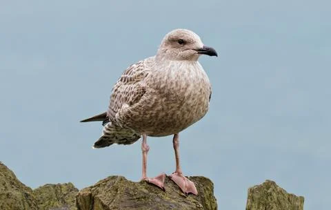Young Gull Stock Photos