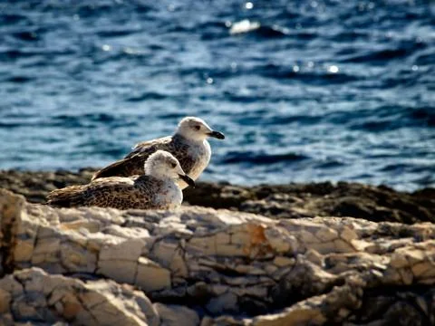 Young gulls Stock Photos