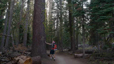 Young guy on backpacking touching tree trunk of a massive conifer in the forest Stock Footage 270996869