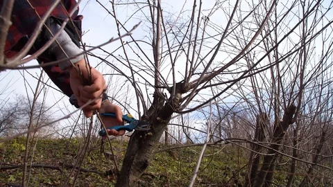 Young guy cleans overgrown cherry Stock Footage 125809643