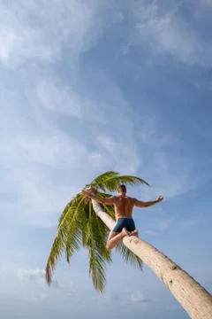 A young guy climbed a palm tree on an uninhabited island to call for help. Foto stock