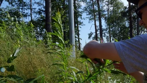 Young guy collects herbs Stock-Footage 80315530