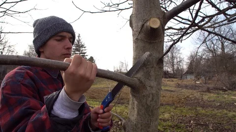 A young guy cuts a branch from a tree with a saw Stock Footage 125809575
