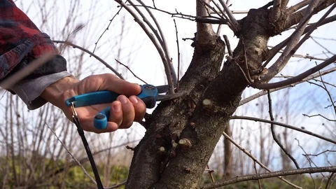 Young guy cuts branches into overgrown cherries.Close up Stock Footage 125809640