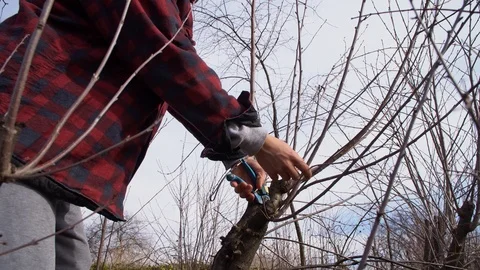 Young guy cuts branches into overgrown cherries Stock Footage 125809649