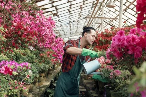 Young guy gardener win work clothes with trendy haircut sprays water on colorful Stock Photos