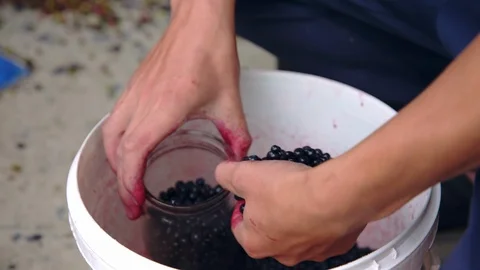 Young guy hand pours blueberries into a glass jar. Mountain medicinal plants Stockbeeldmateriaal 114657250
