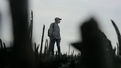 Young guy looking around on the reed ash field after a fire and going Stock Footage 105544829