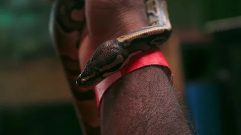 Young guy playing with ball python. Vidéo 341348359