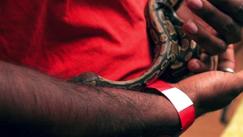 Young guy playing with ball python. Vidéo 341348450