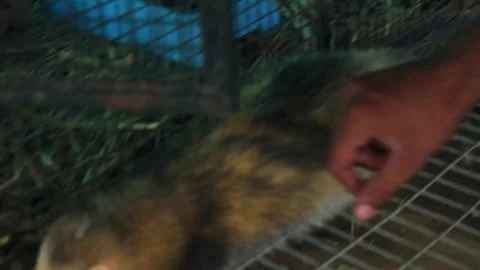 Young guy playing with ferret in the cage. Stock Footage 341347497