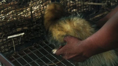 Young guy playing with ferret in the cage. Stock Footage 341347577