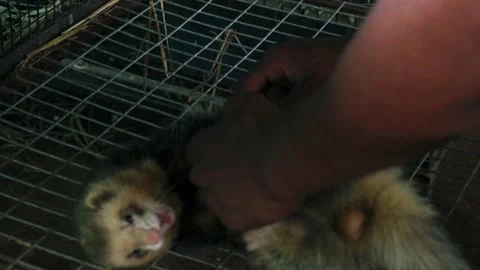 Young guy playing with ferret in the cage. Stock Footage 341347582