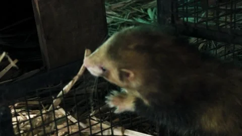Young guy playing with ferret in the cage. Stock Footage 341347586