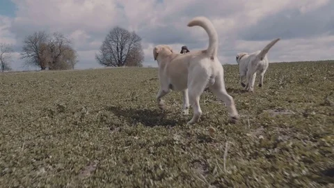 Young guy playing with his favorite dog Stock Footage 77171417