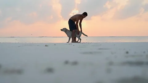 Young guy plays with a dog on a sandy beach near the ocean. Man scratches and Stock Footage 242469338