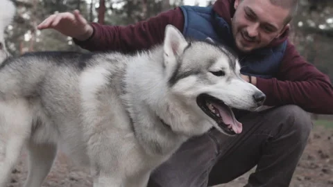 A young guy plays with a husky. Video stock 98269349