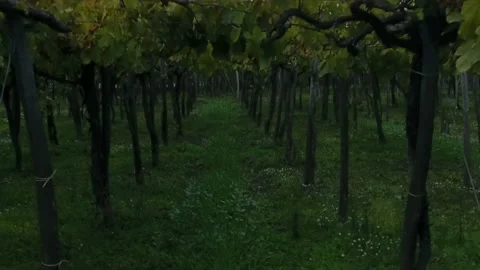 Young guy records a video on a flying drone next to a field of trees Video stock 102095735