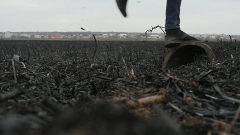 Young guy walking on the reed ash field after a fire and stepping on the rusty Video stock 105544724