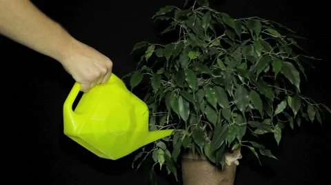 Young guy watering flower Vidéo 58056919