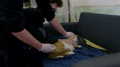Young guys give an injection to a sick red cat in an apartment. Stock Footage 169456146