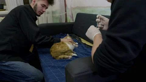 Young guys give an injection to a sick red cat in an apartment. Stock Footage 169456736