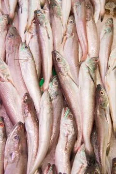 Young hake Fotos Stock