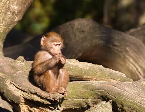 Young hamadryas baboon Stock Photos