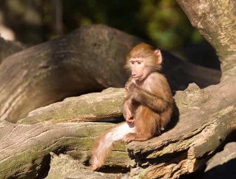 Young hamadryas baboon Stock Photos