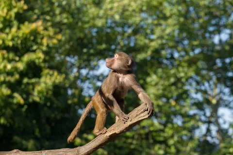 Young hamadryas baboon in a tree Stock Photos