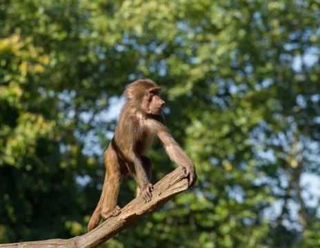 Young hamadryas baboon in a tree Stock Photos