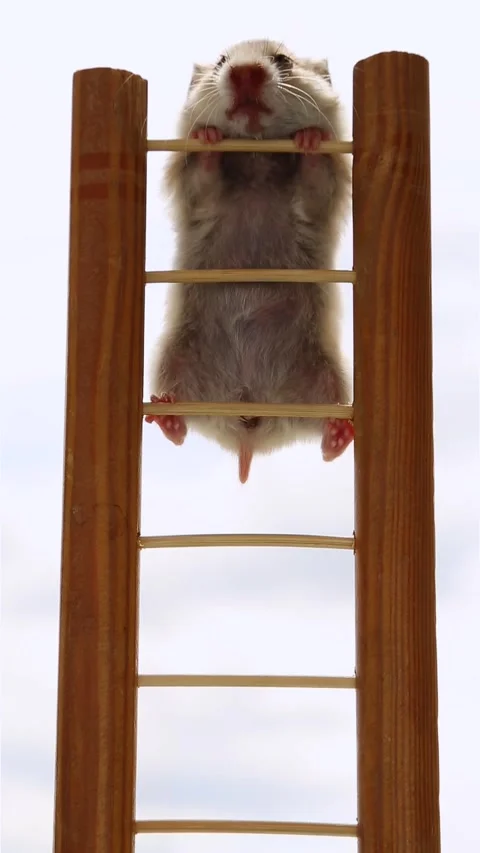 A young hamster climbs up the stairs. Stock Footage 246032456