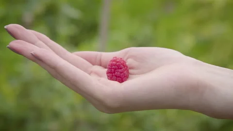Young Hand Holding Raspberry Fruit Stock Footage 160277768