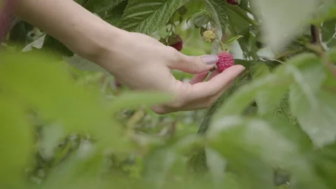 Young Hand Picking Raspbery Bush Nature Stock Footage 160277632
