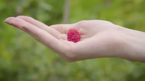 Young Hand Revealing Raspberry Fruit Stock Footage 160277804