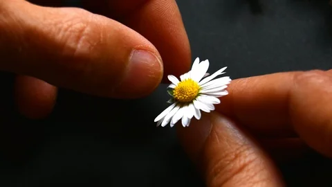 The young hands removing the petals one by one from a daisy flower on a black Video stock 109204646
