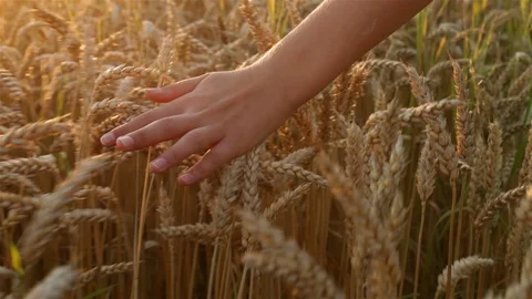 Young hands touching wheat at sunset - closeup Video stock 103647093