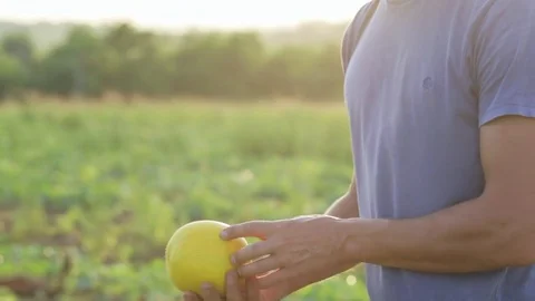 Young handsome farmer inspecting melon crop for readiness for harvesting. Stock Footage 77867908