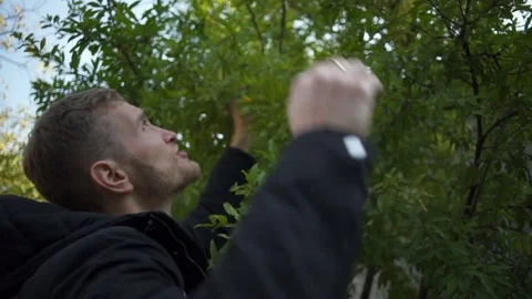 Young handsome man picking an apple from a tree slow motion Stock Footage 70229729