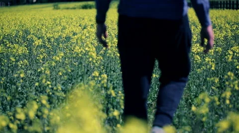 Young, handsome man walking in the rape seed field HD Stock Footage 49979226