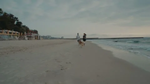 Young happy couple having fun with husky dog on beach Stock Footage 117362297