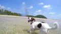 Young Happy Dog Running on the Beach. Slow Motion HD Footage