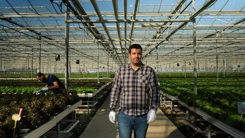 Young happy farmer checking his plantation of green salad Stock Footage 115701862