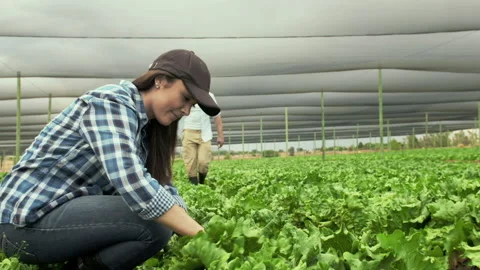 Young happy farming couple using clippers,cutting produce. Video stock 199631237