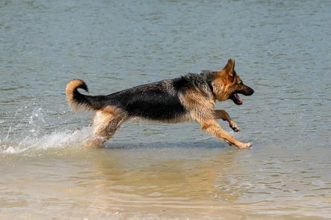 Young happy German Shepherd, playing in the water. The dog splashes runs and  Stock Photos