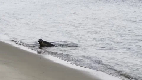 Young harbor seal at Elbe river beach Stock Footage 315286610