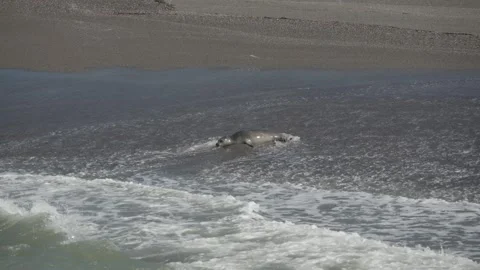 Young harbor seal playing in waves on beach Stock Footage 308908023