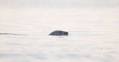 A young harbor seal with a shark bite moves carefully among the exposed rock Vidéo 342314453