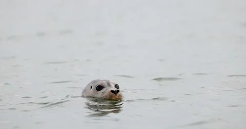 A young harbor seal with a shark bite lies across a rugged rocky shoreline Vidéo 342314536